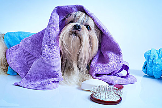 西施犬,狗,洗,浴袍,毛巾,梳子,软,蓝色背景,色彩