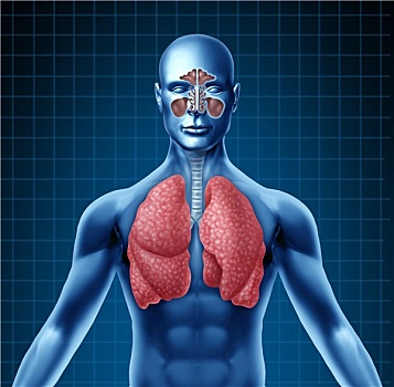 人,鼻窦,呼吸系统