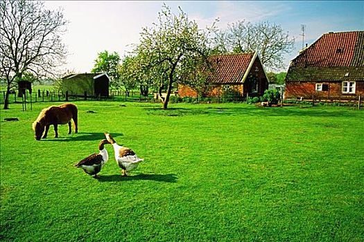 马,两只,鸭子,农场,荷兰