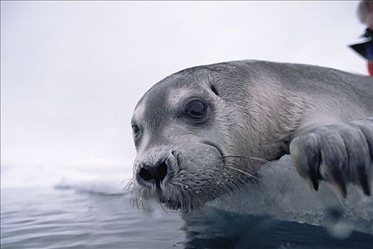 髯海豹,幼仔,冰,边缘,北极