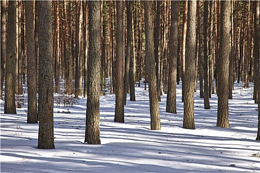 冬日树林