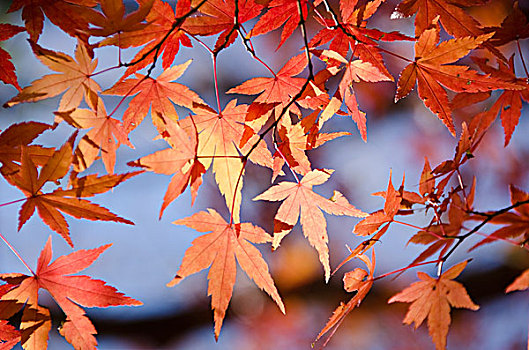 彩色,秋叶,背景