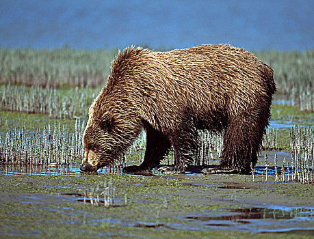 阿拉斯加棕熊,棕熊,喝,阿拉斯加