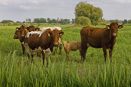 母牛,草场,梅克伦堡州,德国