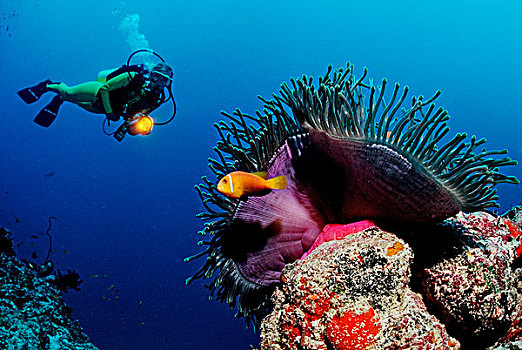 潜水,看,小丑鱼,马尔代夫,印度洋