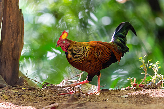 生活在中部山区的斯里兰卡原生野鸡