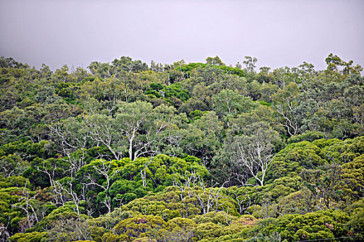 热带雨林,德恩垂国家公园,昆士兰,澳大利亚