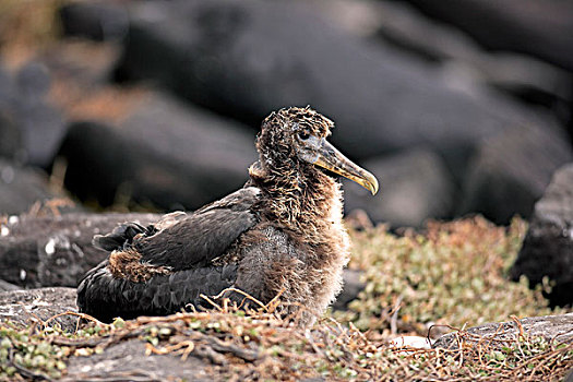 信天翁,幼禽,坐,加拉帕戈斯群岛