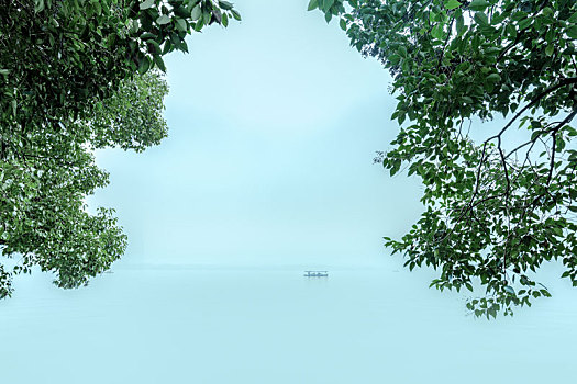 杭州西湖风光香樟树枝