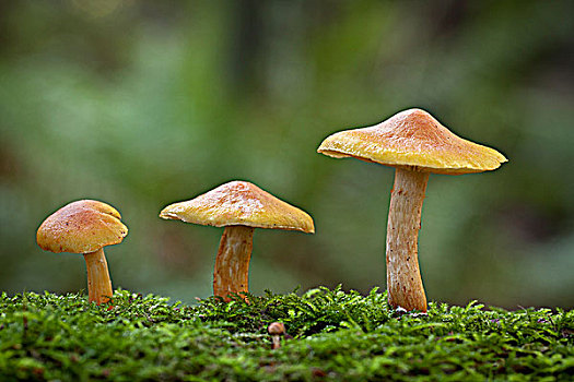 蘑菇,苔藓,原木,华盛顿,美国