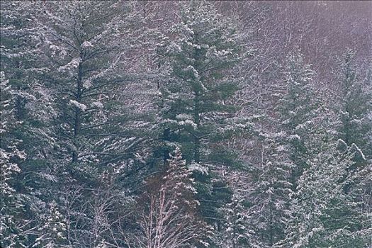 混交林,阿尔冈金省立公园,安大略省,加拿大