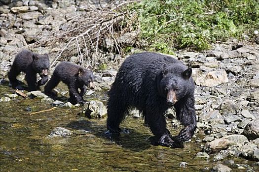 黑熊,美洲黑熊,阿拉斯加,美国