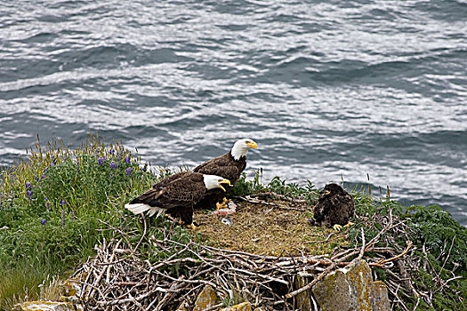 白头鹰,海雕属,雕,父母,鸟窝,小鹰,卡特麦国家公园,阿拉斯加