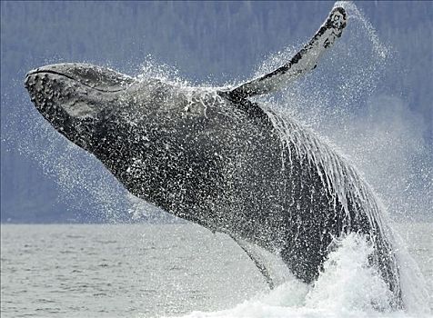 驼背鲸,鲸跃,靠近,夏天,东南阿拉斯加