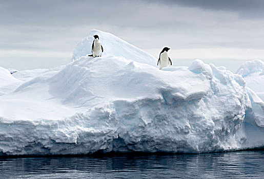 阿德利企鹅,浮冰,南大洋,英里,北方,东方,南极