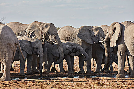 非洲象,站立,水潭,草地