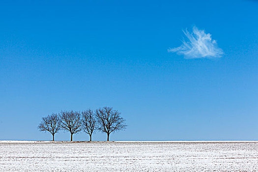 胡桃,树,蓝天,冬天,普拉蒂纳特,莱茵兰普法尔茨州,德国,欧洲