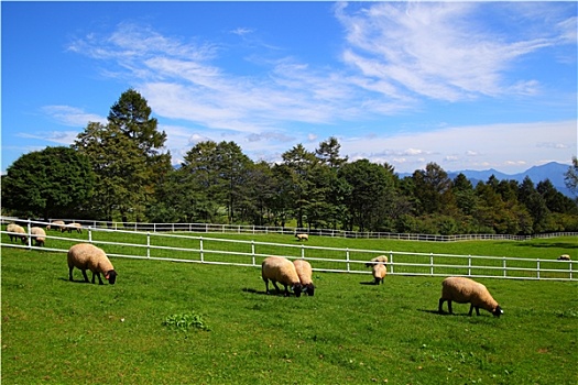 绵羊,蓝天,高原,日本