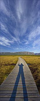 影子,摄影师,木板路,格罗莫讷国家公园,加拿大
