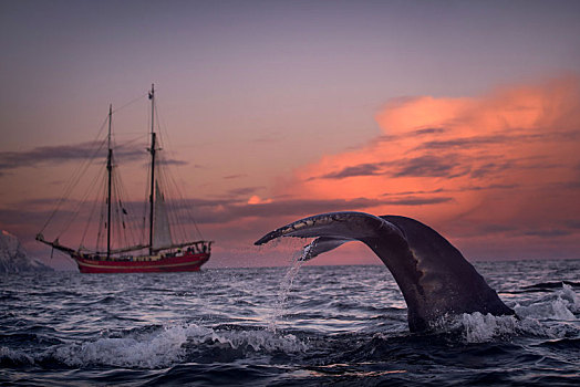 驼背鲸,特罗姆斯,挪威