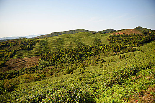 福建福鼎梯田茶园