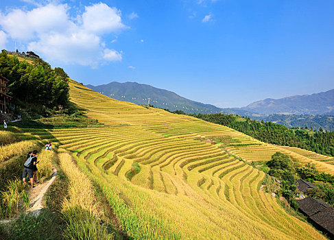 龙脊梯田遍地金