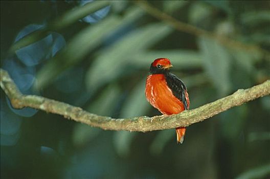 红色,展示,栖息,亚马逊雨林,秘鲁