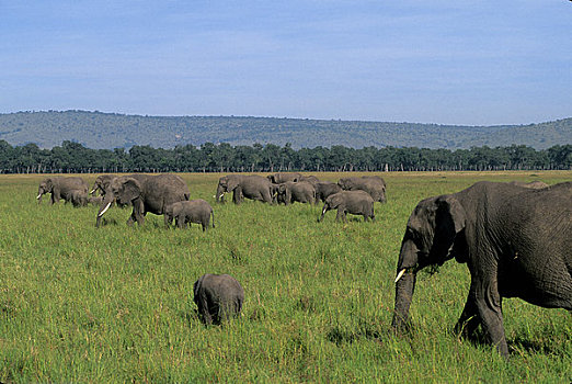 肯尼亚,马赛马拉,草地,大象,幼仔,2个月大