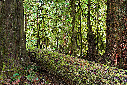 高耸,花旗松,树,苔藓密布,雪松,气候温和,雨林,靠近,不列颠哥伦比亚省,加拿大