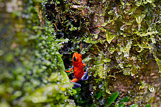 草莓箭毒蛙,泻湖,住宿,阿拉胡埃拉,哥斯达黎加,中美洲