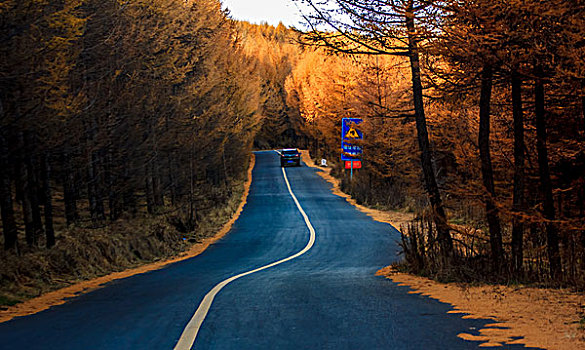 穿过松树林的道路