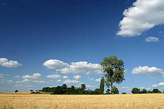 法国,朱拉,小麦田,田园,风景