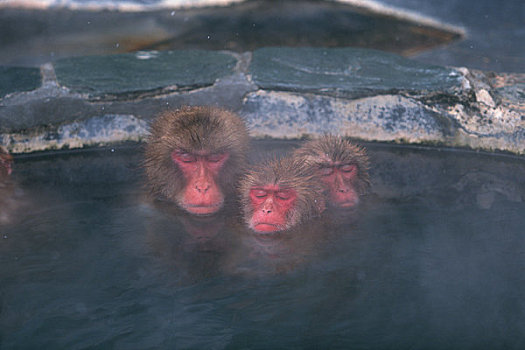温泉,猴子