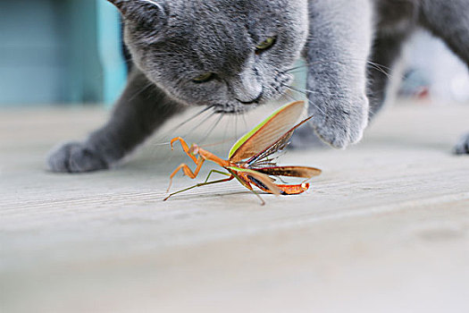 猫,合掌螳螂
