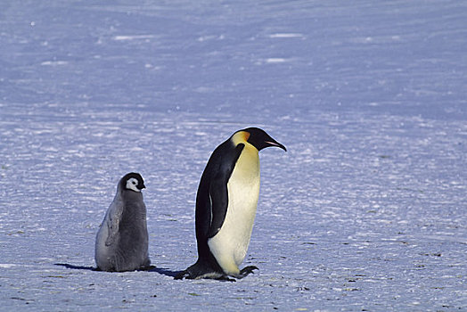 南极,帝企鹅,幼禽,走,迅速,冰