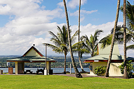 椰树,岛屿,公园,希洛,夏威夷,美国