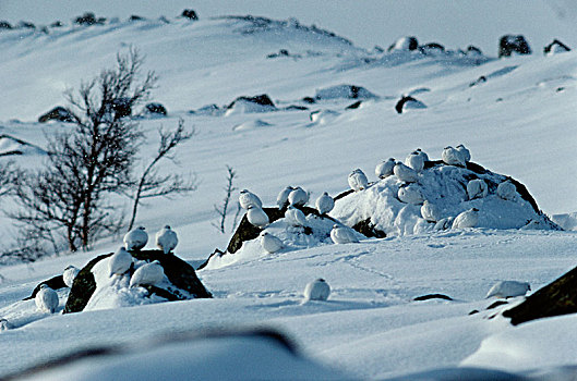 鸟,栖息,积雪,区域