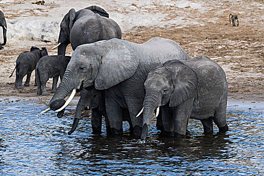 非洲,灌木,大象,非洲象,牧群,喝,乔贝,河,乔贝国家公园,博茨瓦纳