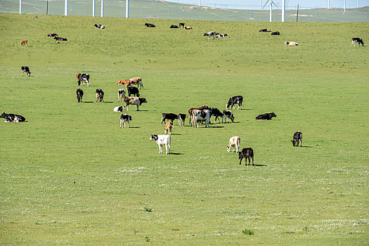 内蒙古,草原,风光,风景