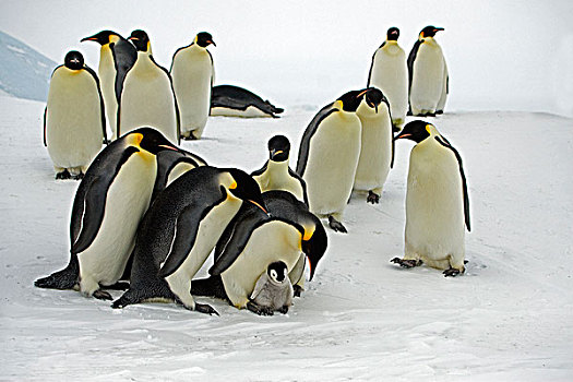 帝企鹅,群,争斗,上方,幼禽,南极