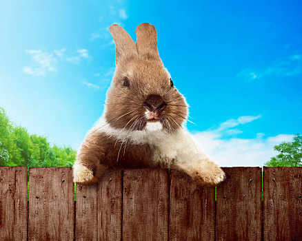 可爱,复活节兔子