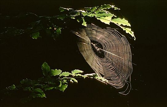 蜘蛛网,园蛛,园蛛属