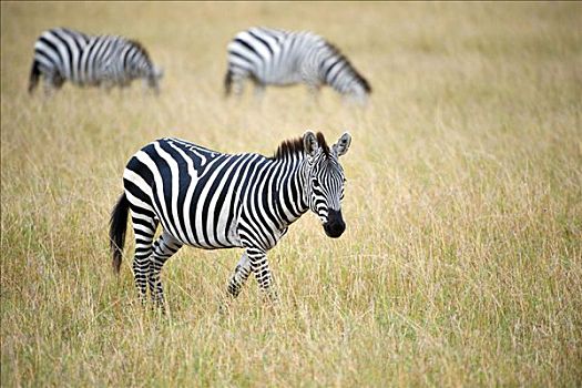 格兰特氏斑马,马,马赛马拉,国家公园,肯尼亚,东非