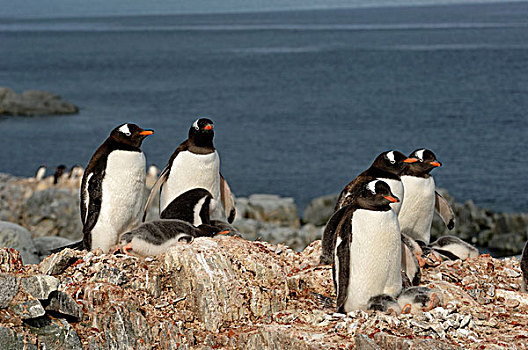 南极,南极半岛,湾,巴布亚企鹅