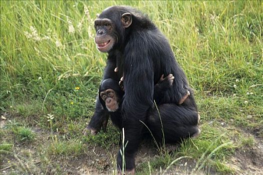 黑猩猩,类人猿