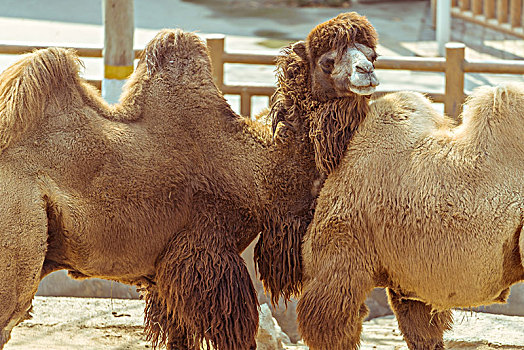 动物园里毛发浓密的骆驼