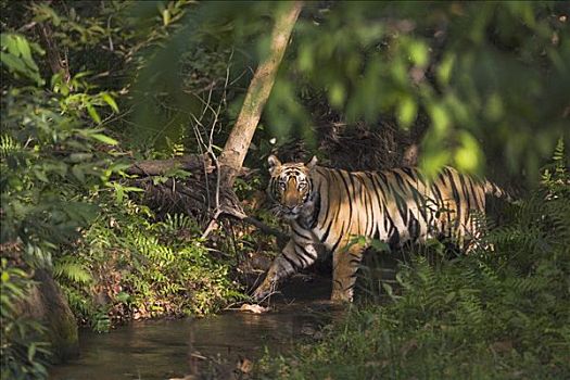 孟加拉虎,虎,老,幼小,溪流,树林,干燥,季节,四月,班德哈维夫国家公园,印度
