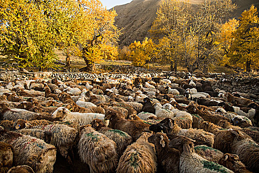 新疆,乡村,秋色,羊群,羊圈