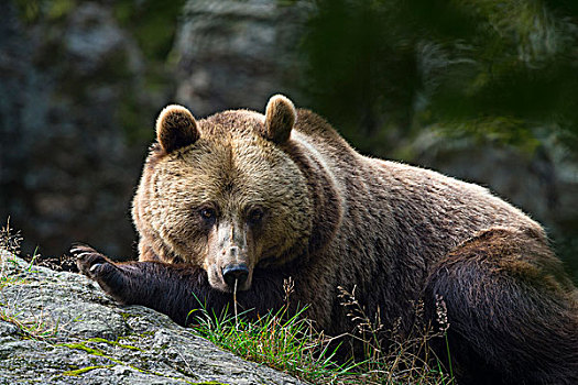 头像,欧洲,棕熊,躺着,石头,巴伐利亚,德国