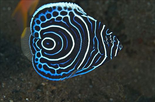 印度尼西亚,巴厘岛,水下,鱼